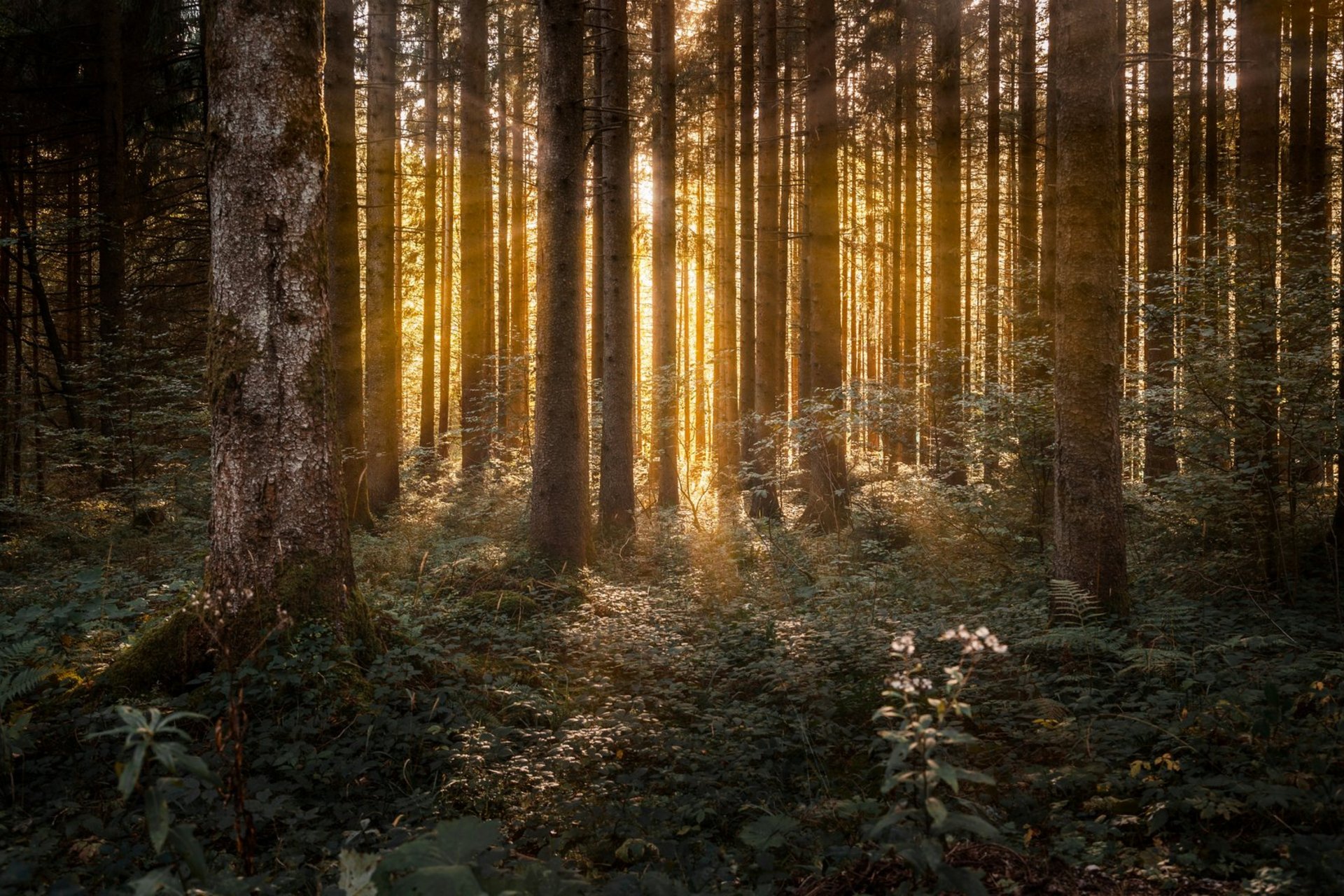 Kombination Holz und Solarthermie