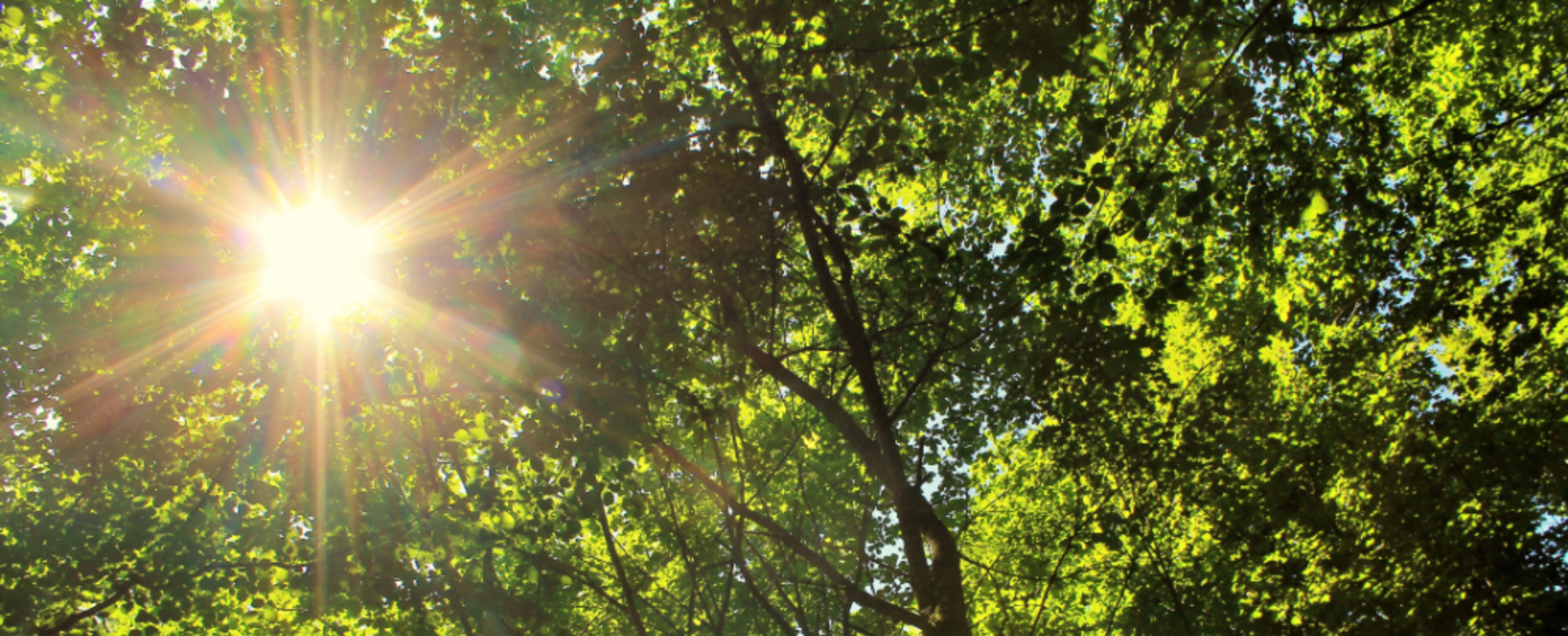 Sonnenschein welcher durch Bäume scheint
